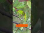 17255732946754